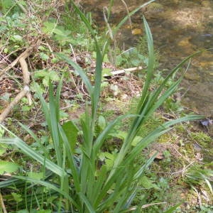 Photographie n°228757 du taxon Carex pendula Huds. [1762]