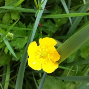 Photographie n°228763 du taxon Ranunculus repens L. [1753]