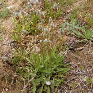Photographie n°228790 du taxon Plantago lagopus L. [1753]