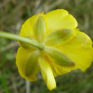 Photographie n°228792 du taxon Ranunculus gramineus L. [1753]
