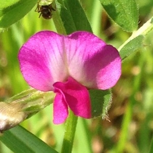 Photographie n°228809 du taxon Vicia sativa L. [1753]