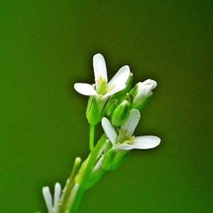 Photographie n°228849 du taxon Arabis hirsuta (L.) Scop. [1772]