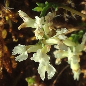 Photographie n°228852 du taxon Ceratocapnos claviculata (L.) Lidén [1984]