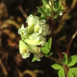 Photographie n°228853 du taxon Ceratocapnos claviculata (L.) Lidén [1984]