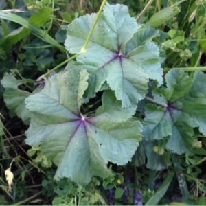 Photographie n°228865 du taxon Geranium rotundifolium L. [1753]