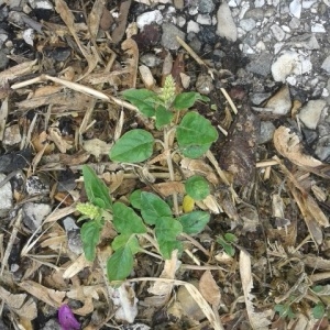 Photographie n°228879 du taxon Chenopodium L.