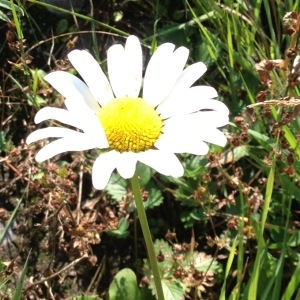 Photographie n°228916 du taxon Leucanthemum vulgare Lam. [1779]