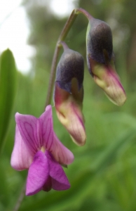Jean-Claude Echardour, le 29 avril 2014 (Saffré (forêt de saffré))