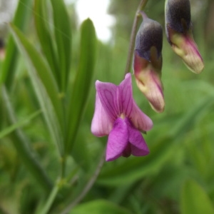 Photographie n°228949 du taxon Lathyrus linifolius (Reichard) Bässler [1971]