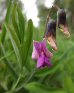 Jean-Claude Echardour, le 29 avril 2014 (Saffré (forêt de saffré))