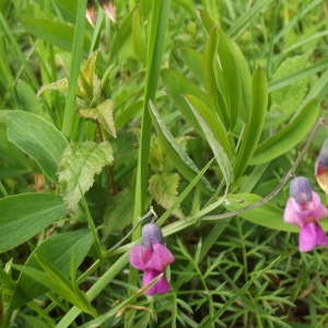 Photographie n°228950 du taxon Lathyrus linifolius (Reichard) Bässler [1971]