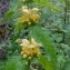  Sylvie ROUQUIÉ - Lamium galeobdolon (L.) L.