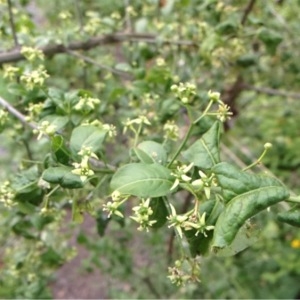 Photographie n°228973 du taxon Euonymus europaeus L. [1753]