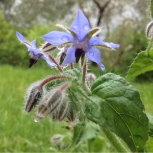 Photographie n°228995 du taxon Borago officinalis L. [1753]