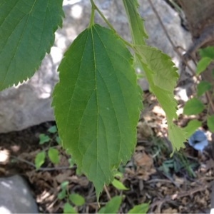 Photographie n°229001 du taxon Celtis australis L. [1753]