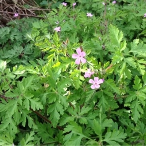 Photographie n°229012 du taxon Geranium robertianum L. [1753]