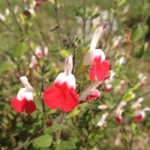 Photographie n°229017 du taxon Salvia microphylla Kunth [1818]