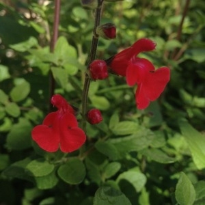 Photographie n°229018 du taxon Salvia microphylla Kunth [1818]