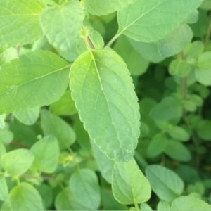 Photographie n°229019 du taxon Salvia microphylla Kunth [1818]