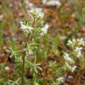 Photographie n°229030 du taxon Reseda jacquinii Rchb. [1824]