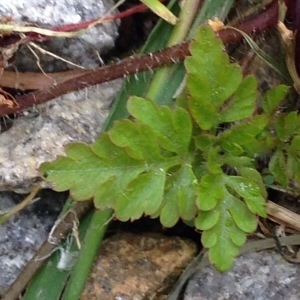 Photographie n°229035 du taxon Geranium robertianum L. [1753]