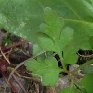 Photographie n°229036 du taxon Geranium robertianum L. [1753]