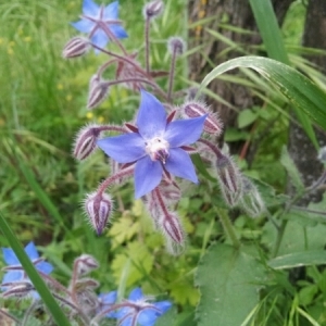 Photographie n°229063 du taxon Borago officinalis L. [1753]