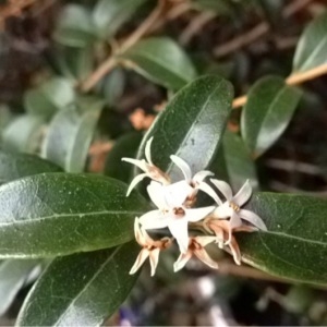 Photographie n°229079 du taxon Osmanthus x burkwoodii (Burkwood. & Skipw.) P.S.Green