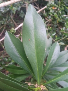 Jean-François MOLINO, le  1 mai 2014 (Roqueredonde)