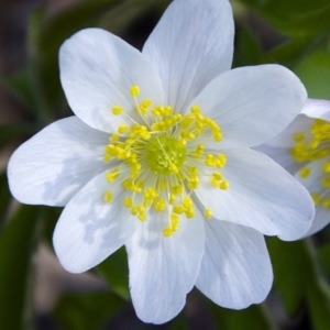 Photographie n°229148 du taxon Anemone nemorosa L. [1753]