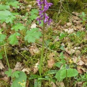 Photographie n°229154 du taxon Orchis laxiflora Lam. [1779]