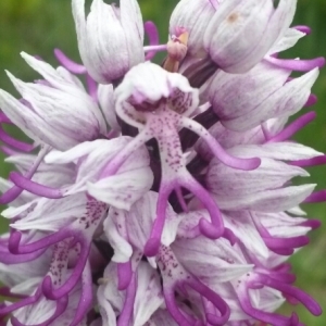 Orchis militaris subsp. simia (Lam.) Bonnier & Layens (Orchis singe)