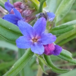 Photographie n°229166 du taxon Buglossoides purpurocaerulea (L.) I.M.Johnst. [1954]