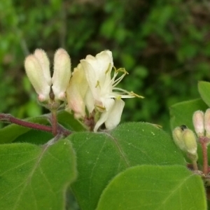 Photographie n°229172 du taxon Lonicera xylosteum L. [1753]