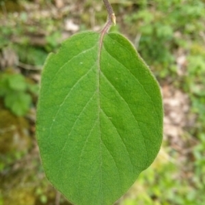 Photographie n°229173 du taxon Lonicera xylosteum L. [1753]