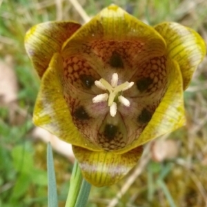  - Fritillaria pyrenaica L. [1753]