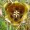  Jean-François MOLINO - Fritillaria pyrenaica L.