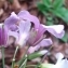  Jean-François MOLINO - Cardamine heptaphylla (Vill.) O.E.Schulz