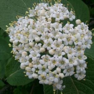 Photographie n°229189 du taxon Viburnum lantana L. [1753]