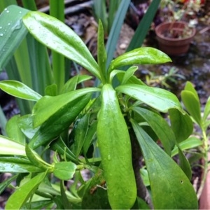 Photographie n°229223 du taxon Daphne laureola L. [1753]