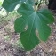  Pierre Bonnet - Ficus carica L. [1753]