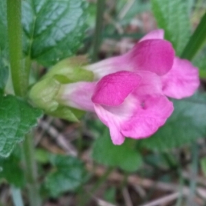 Photographie n°229260 du taxon Melittis melissophyllum L.