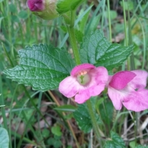 Photographie n°229262 du taxon Melittis melissophyllum L.