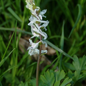 Corydalis bulbosa subsp. cava (L.) Bonnier & Layens (Corydale à tubercule creux)