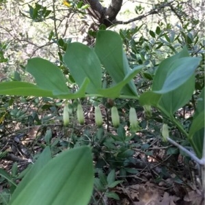 Photographie n°229288 du taxon Polygonatum odoratum (Mill.) Druce [1906]