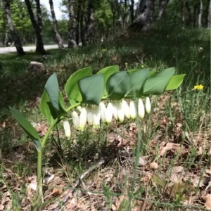 Photographie n°229289 du taxon Polygonatum odoratum (Mill.) Druce [1906]