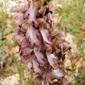 Photographie n°229306 du taxon Himantoglossum robertianum (Loisel.) P.Delforge [1999]