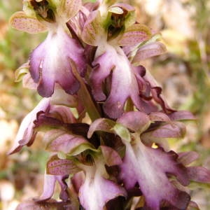 Photographie n°229307 du taxon Himantoglossum robertianum (Loisel.) P.Delforge [1999]