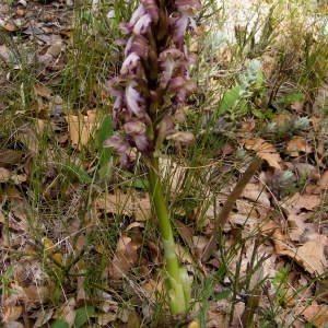 Photographie n°229308 du taxon Himantoglossum robertianum (Loisel.) P.Delforge [1999]