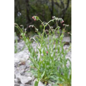 Cynoglossum pustulatum Boiss. subsp. pustulatum